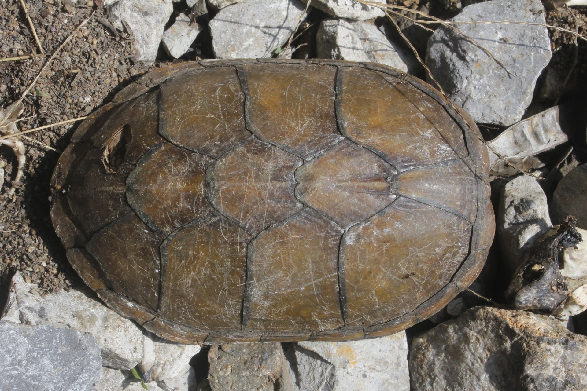 herrera-palciq-tisbagasi
