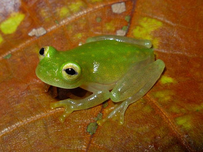 hyalinobatrachium-fleischmanni-qurbagasi