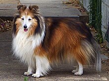 shetland-sheepdog-it-cinsi