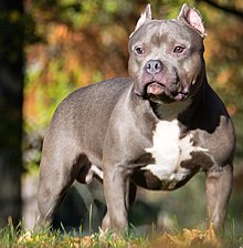 amerikan-bully-it-cinsi