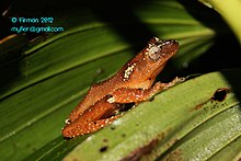 nyctixalus-margaritifer-qurbagasi