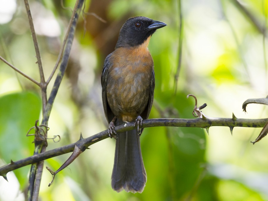qara-yanaqli-qarisqa-tanager