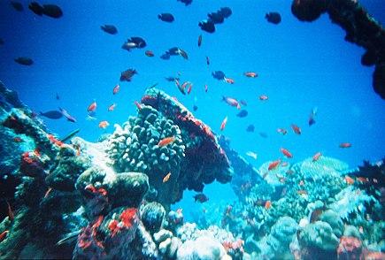 aquatic-ecosystem-bitki