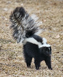 zolaqli-skunks-mephitis-mephitis