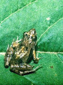 phrynobatrachus-parvulus-qurbagasi
