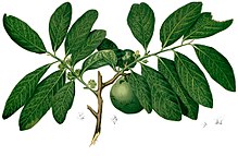 diospyros-nigra-meyvesi