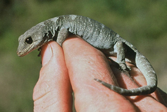 qara-gozlu-gekon-mokopirirakau-kahutarae