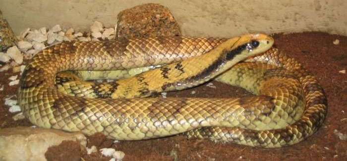 hydrodynastes-gigas-kobrasi