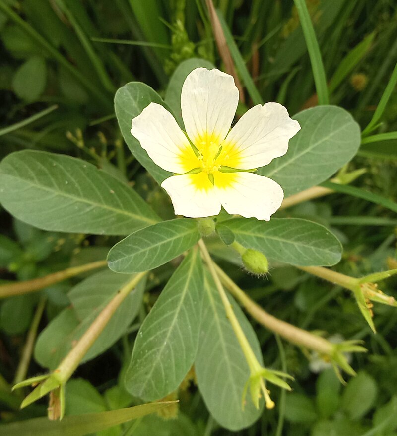 ludwigia-adscendens