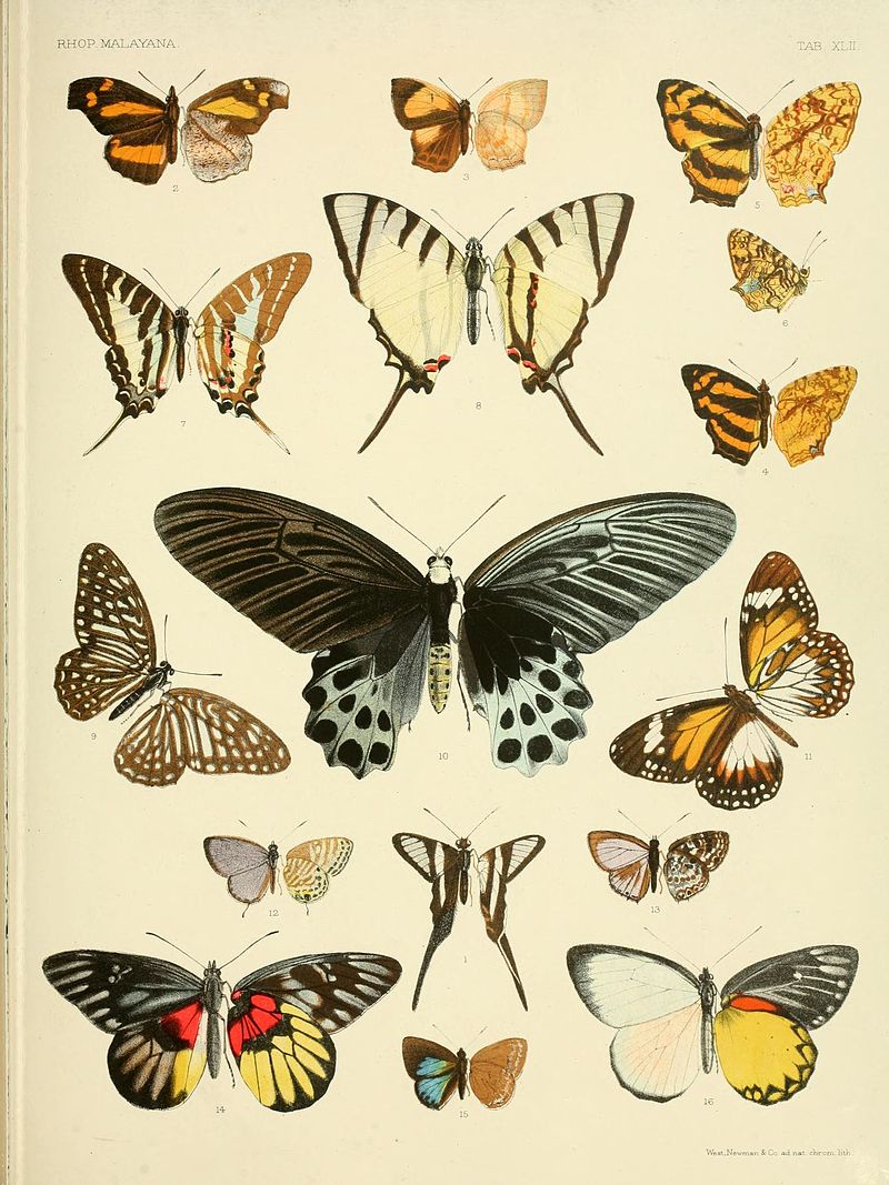 atrophaneura-sycorax-kepeneyi