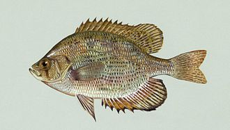 centrarchidae