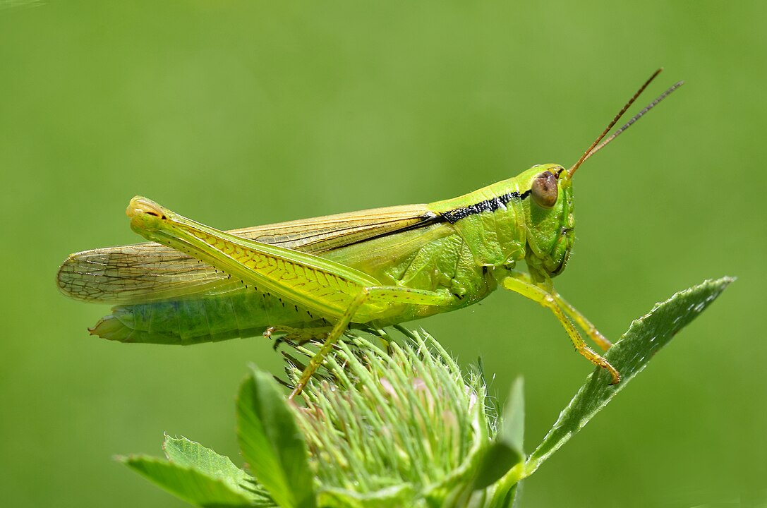 parapleurus-alliaceus-sari-qanadli-ceyirtke