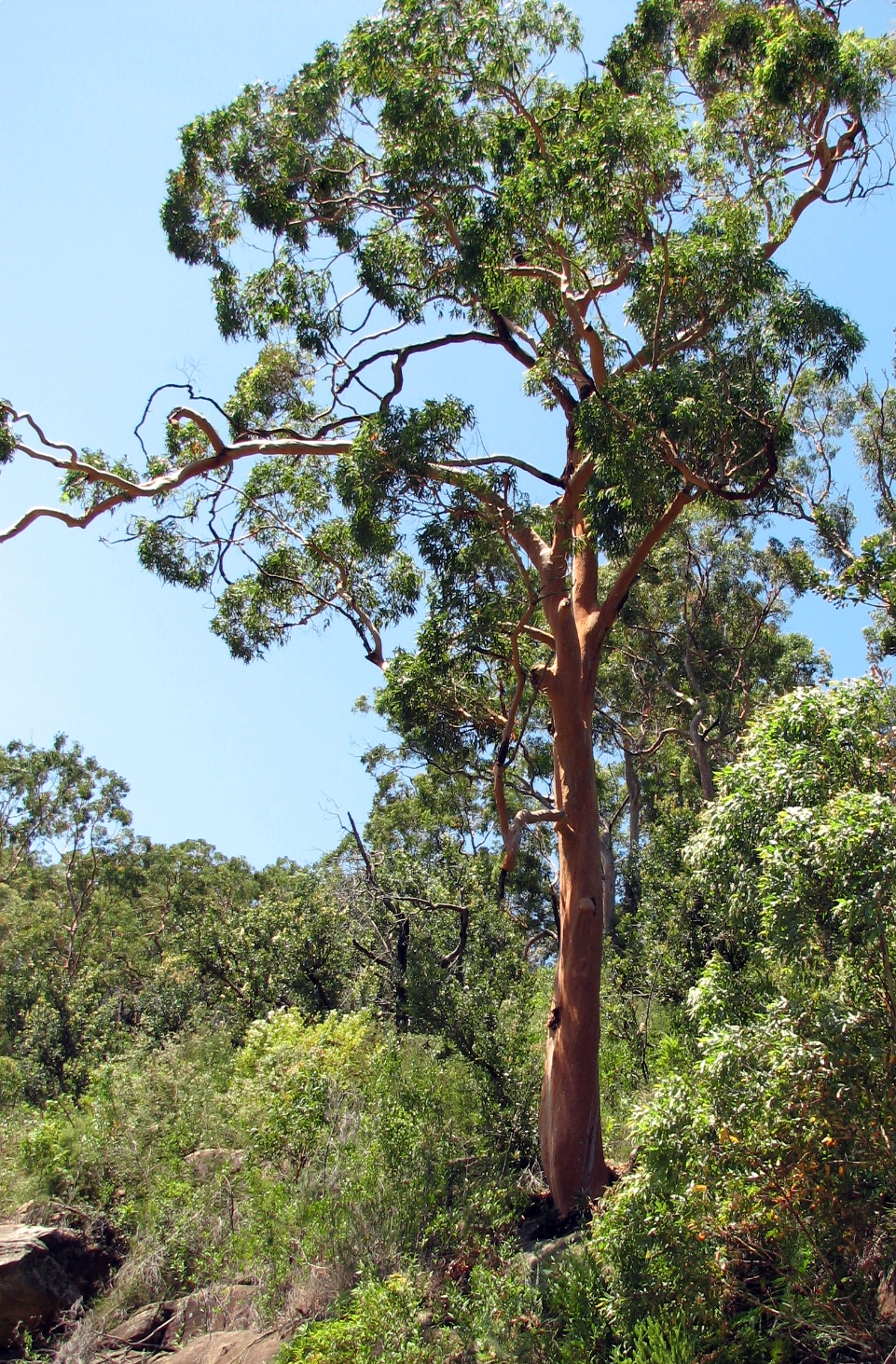 sidney-qirmizi-palidi-angophora-costata