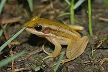 hylarana-erythraea-qurbagasi