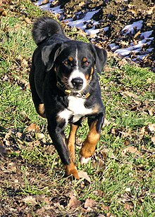 appenzeller-sennenhund-it-cinsi