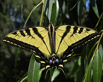 rutulus-kepeneyi-papilio-rutulus