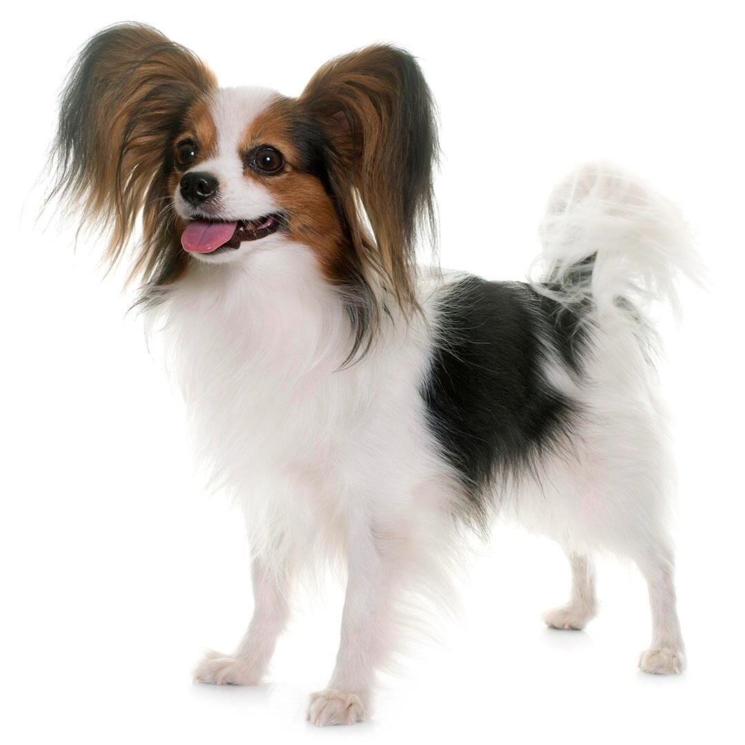 papillon-it-cinsi