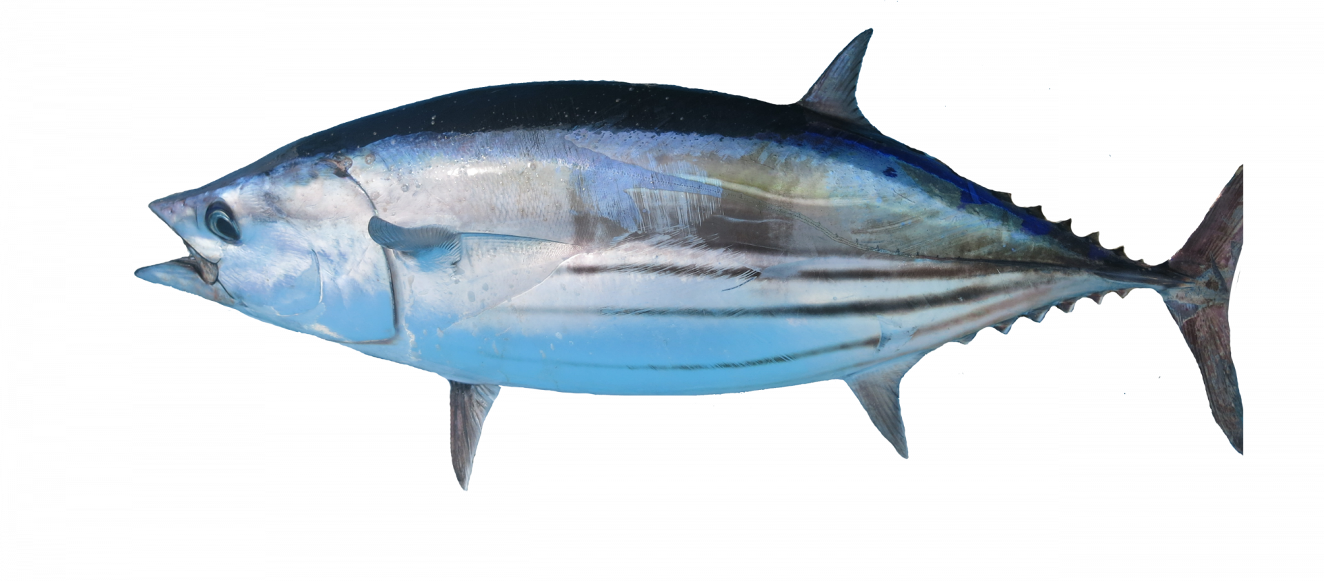 tuna-baligi-ton-baligi