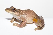 scinax-ruber-qurbagasi