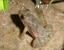 pseudopaludicola-falcipes