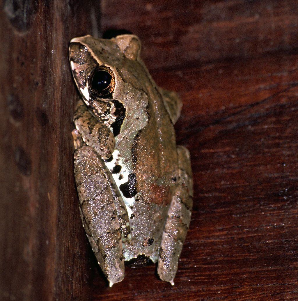 leptopelis-calcaratus-qurbagasi