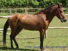 sandalwood-poni
