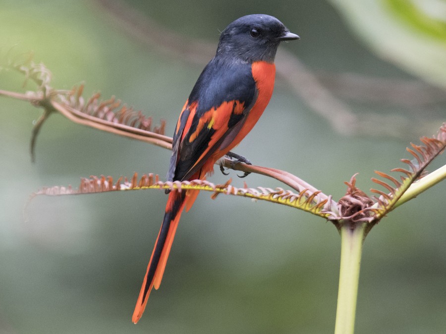 boz-ceneli-minivet