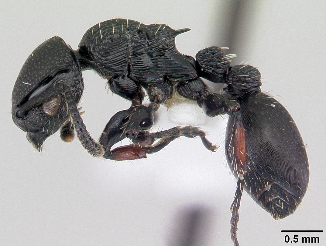 procryptocerus-qarisqasi