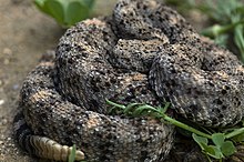 crotalus-pyrrhus-ilani