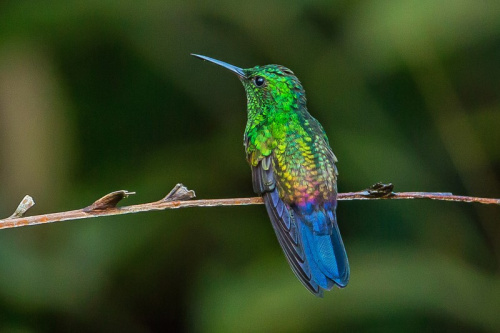 mavi-cixintili-kolibri