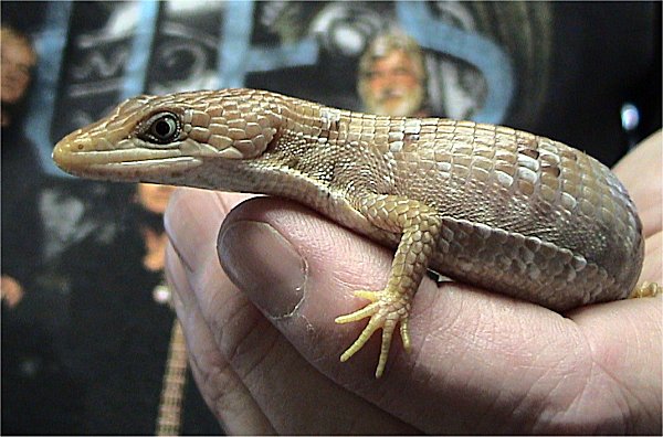 texas-alligator-kertenkelesi