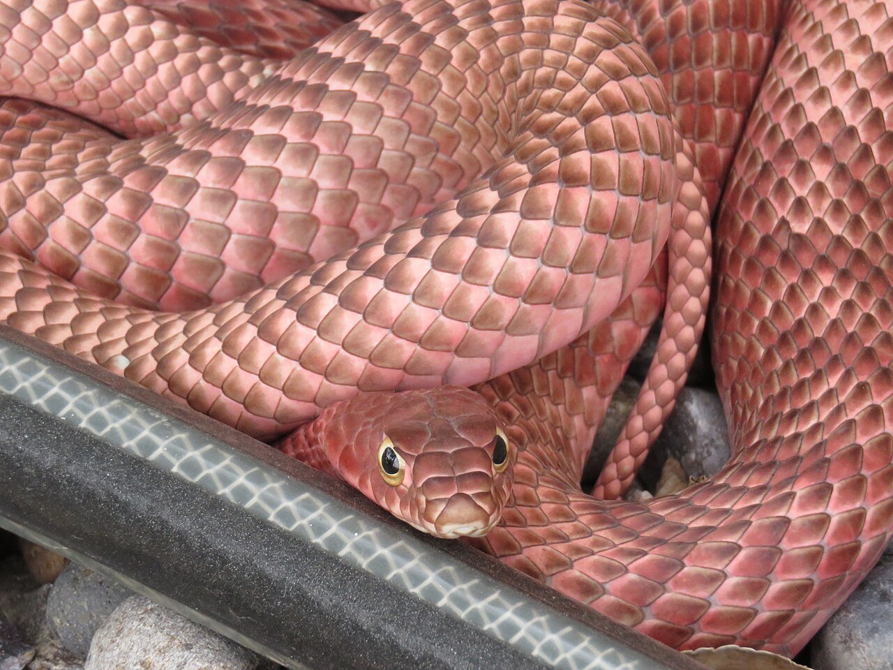 masticophis-flagellum-ilani
