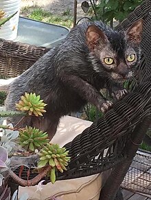 lykoi-pisiyi
