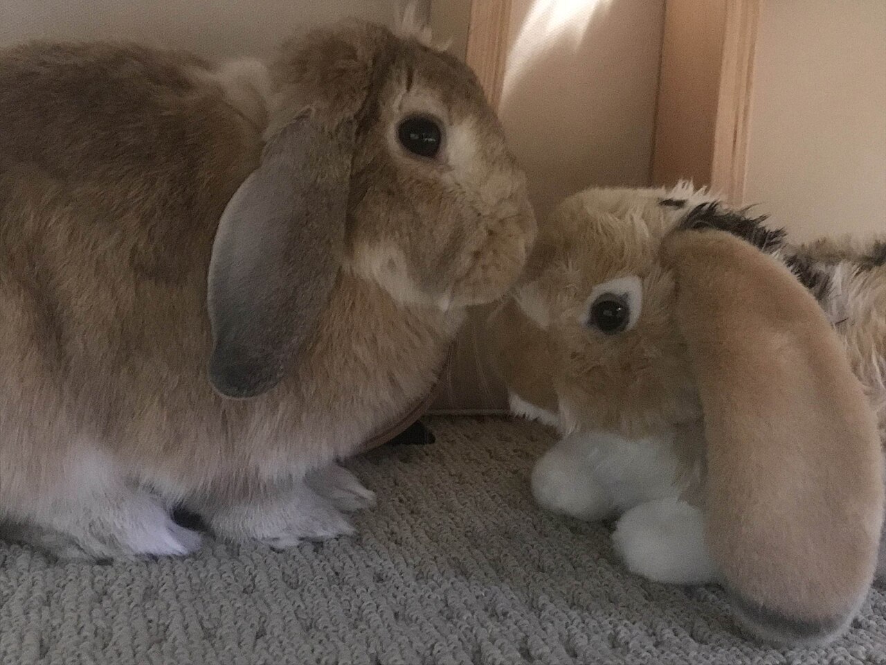mini-lop-dovsani