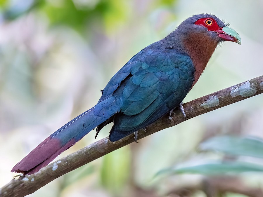 sabalididos-malkoha