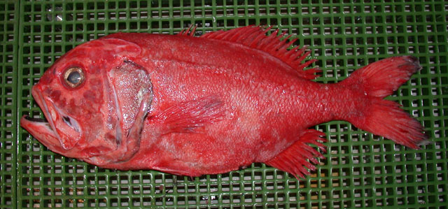 orange-roughy-baligi