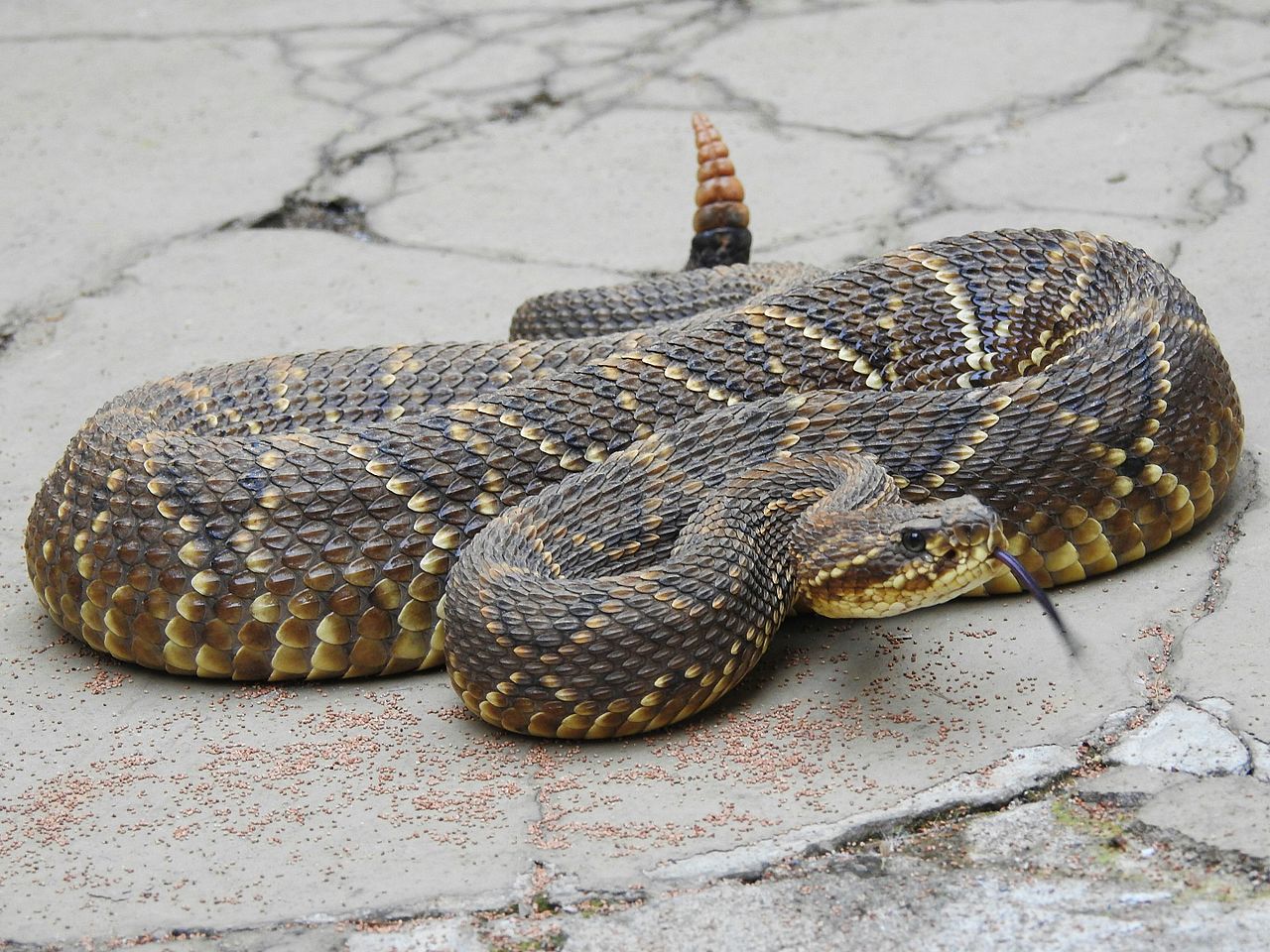 crotalus-durissus-ilani