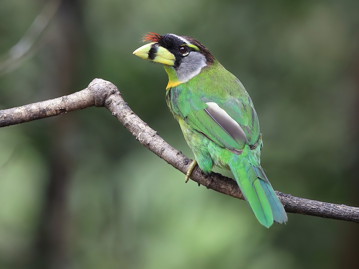 alovpuskullu-barbet