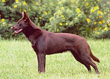 australian-kelpie-it-cinsi