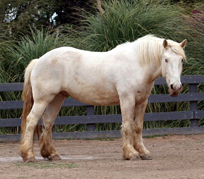 american-cream-draft-ati