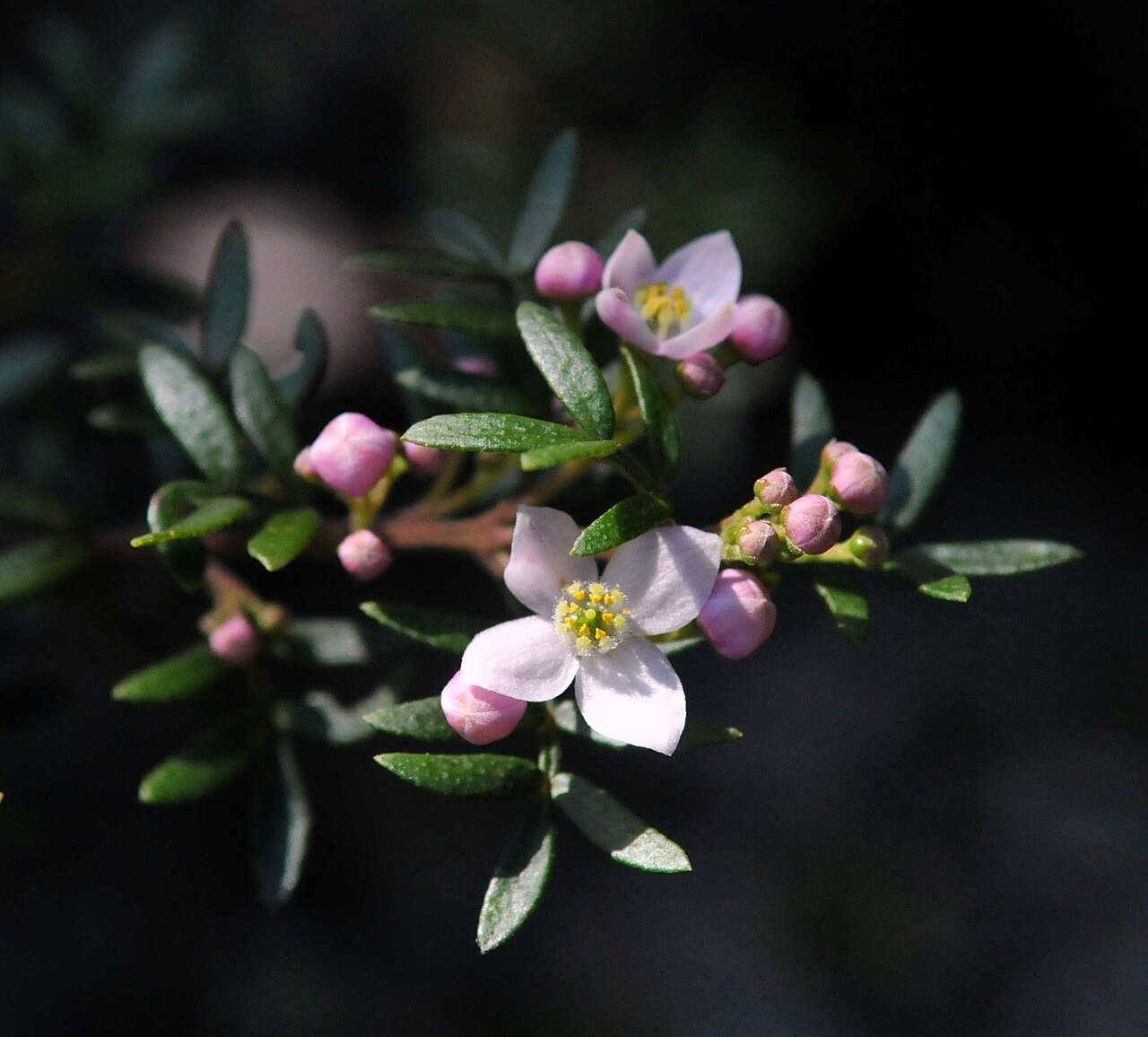 boronia-imlayensis