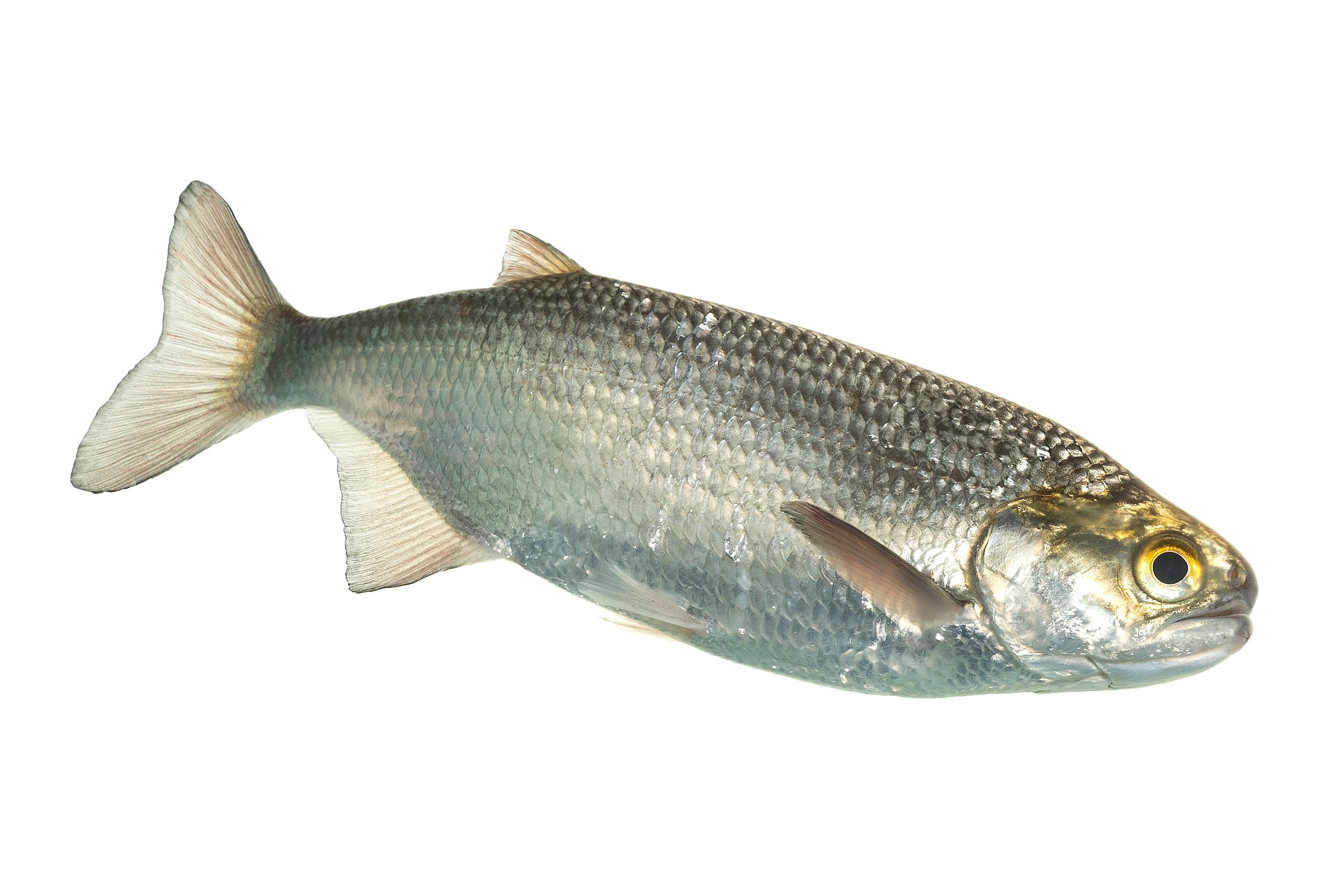 goldeye-baligi