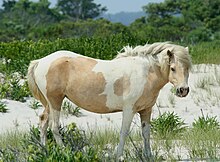 chincoteague-at-cinsi