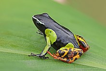 mantella-baroni-qurbagasi