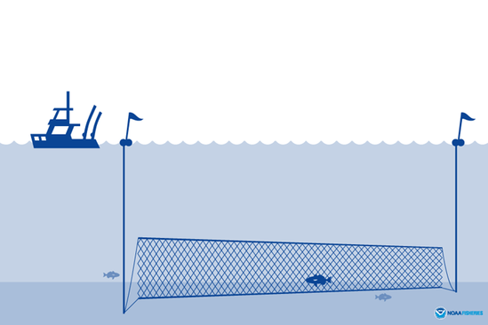 baliq-sebekesi-gillnets