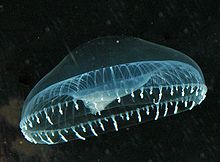 aequorea-victoria-meduza-cinsi