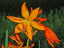 crocosmia