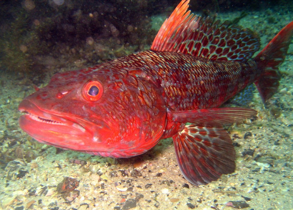 aulopidae