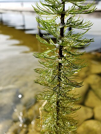 myriophyllum-sibiricum