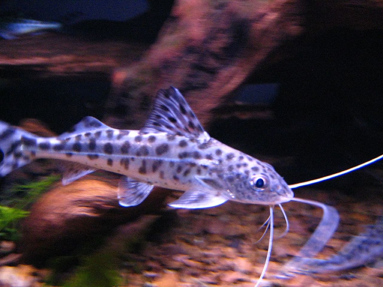 pimelodidae-baligi